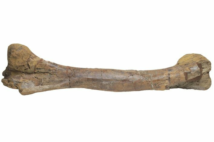 Fossil Hadrosaur (Edmontosaurus) Femur - South Dakota #211084